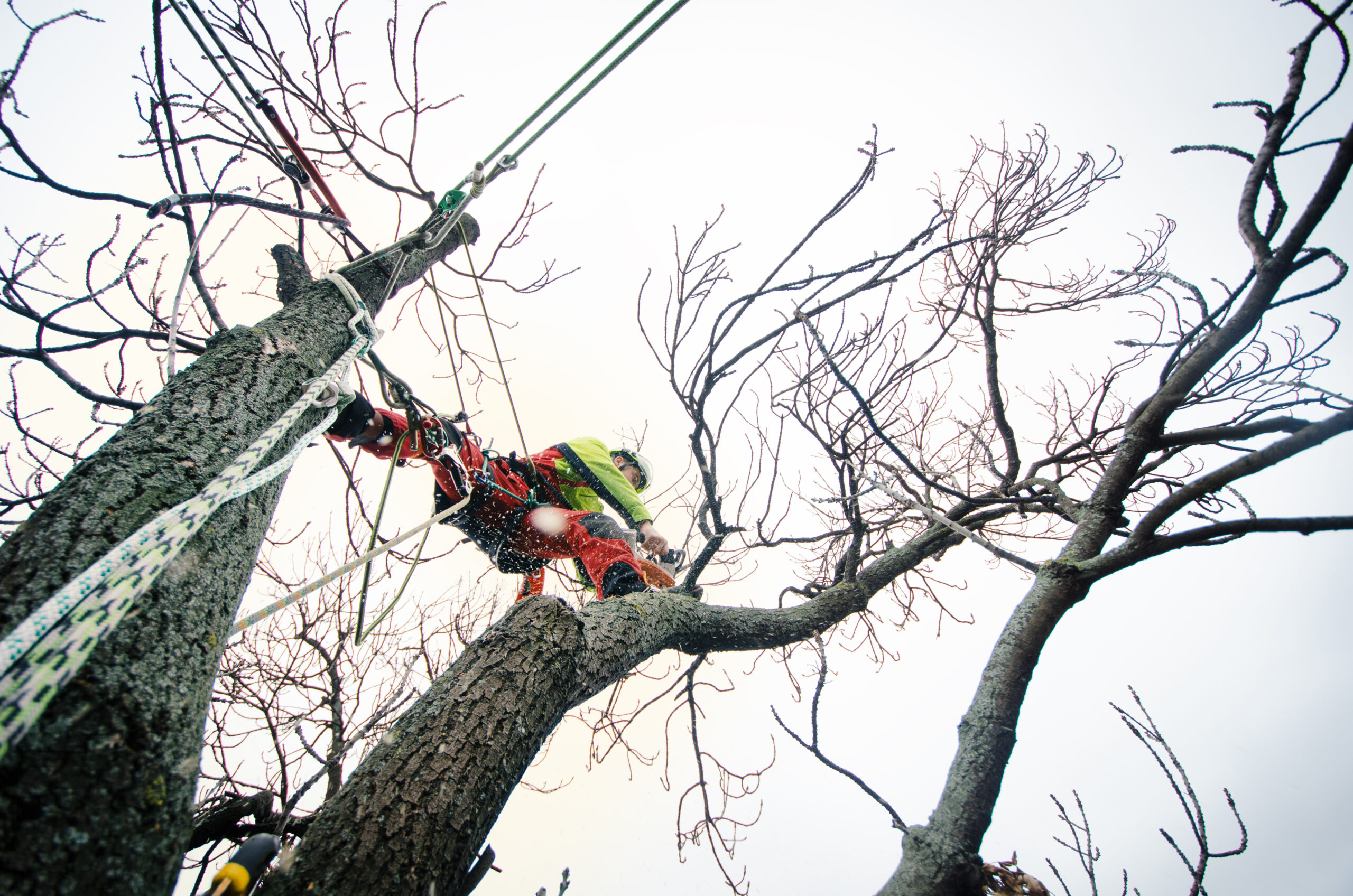 A tree surgeon between two trees cutting a tree branch.