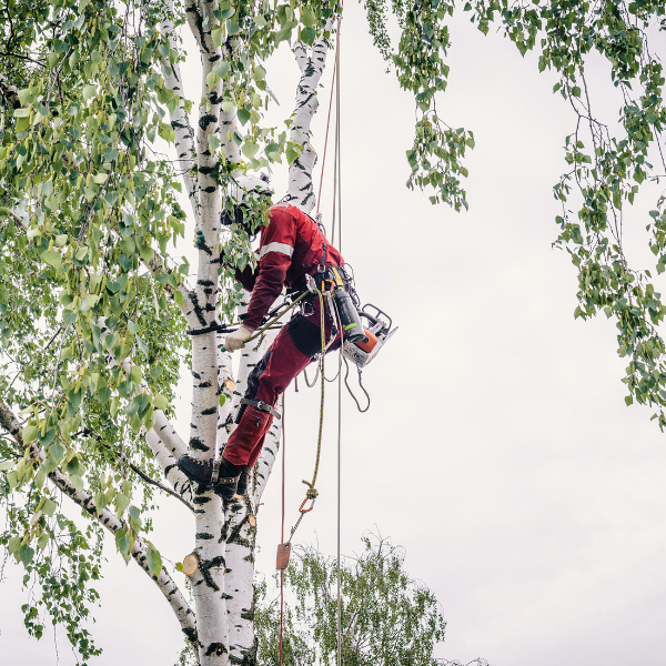 A tree surgeon adjusting his climbing rope.