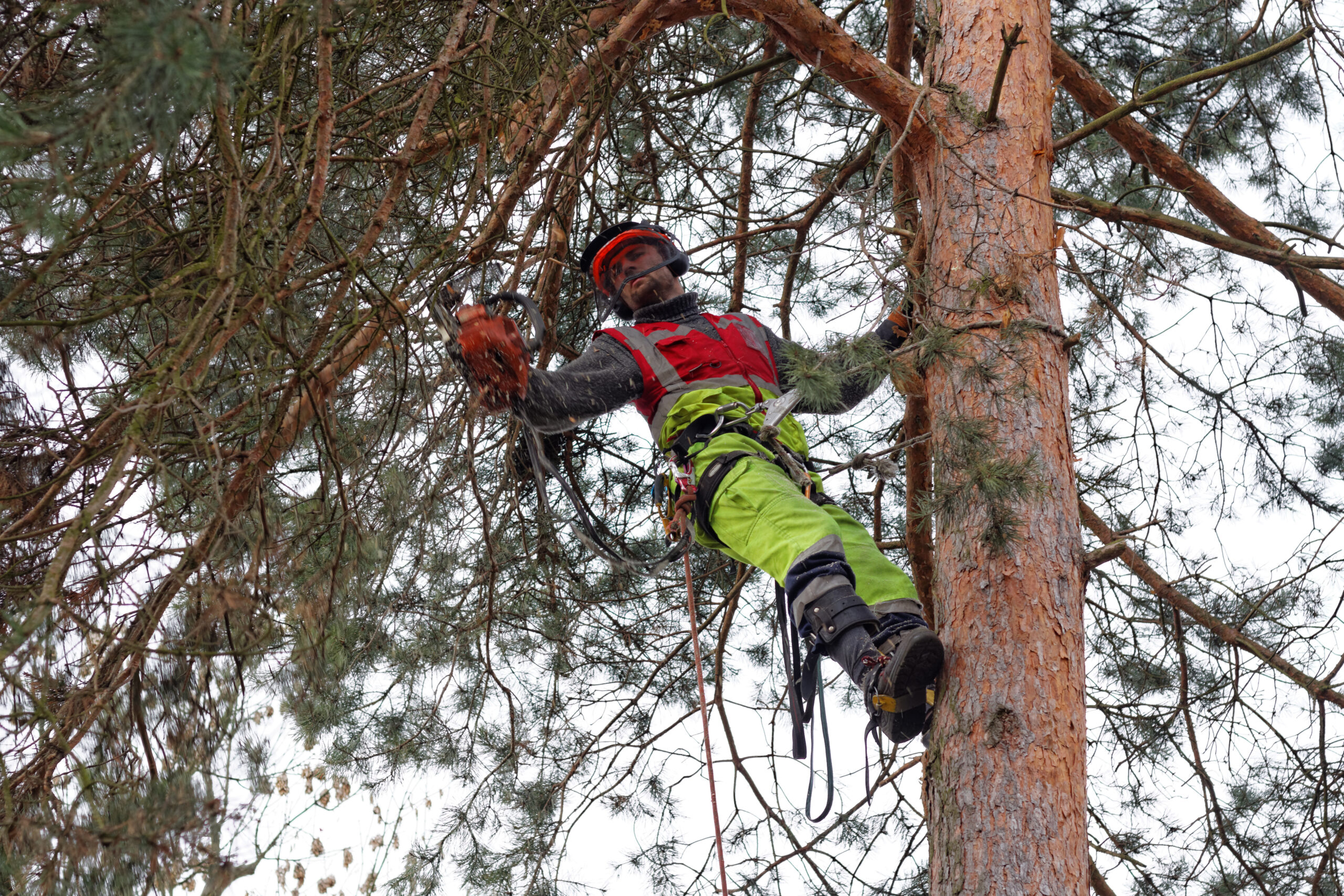 A tree surgeon trimming a brand.