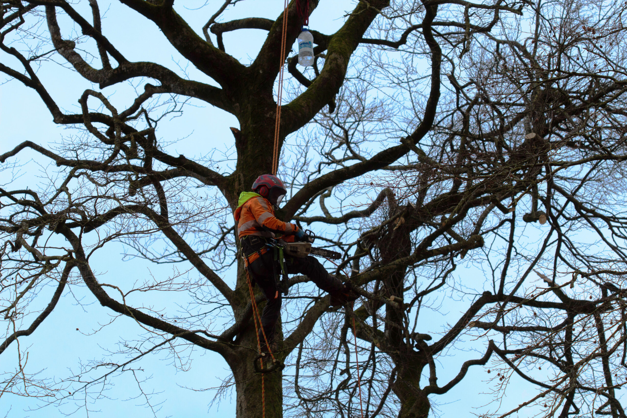 A tree surgeon climbing a tree.