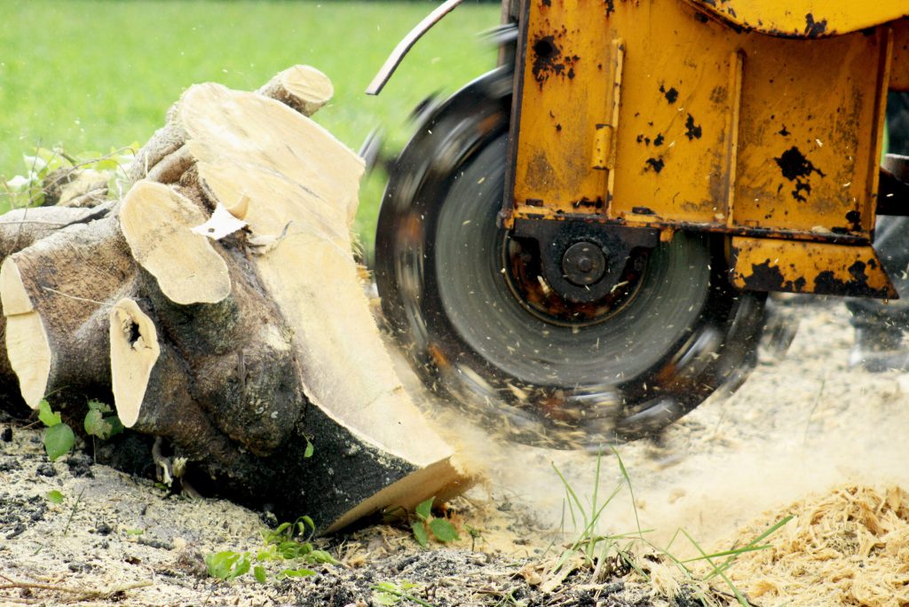 A stump grinding machine in action